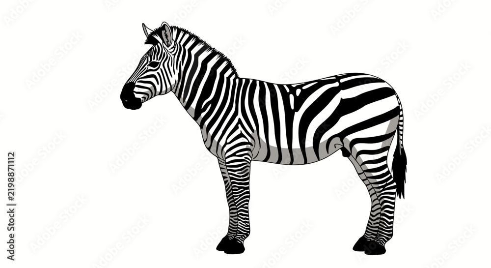 Obraz premium A vector illustration of a zebra standing in profile, showcasing its distinct black and white striped pattern, isolated on a white background.