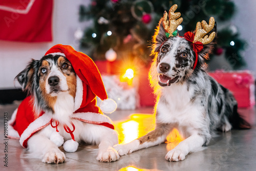 Australian Shepherd and Border Collie dogs posing together in a festive Christmas setting, one wearing a Santa hat and the other wearing glitter reindeer antlers with a red bow. Christmas tree, holida