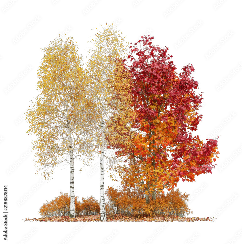 Obraz premium PNG Autumn birch trees with vibrant red and golden foliage