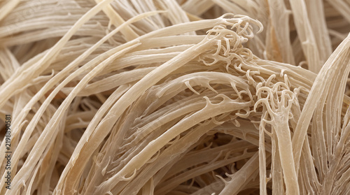 Ultra-Realistic Microscopic Feather Barbule Hooklets — Keratin Interlocking Microstructure