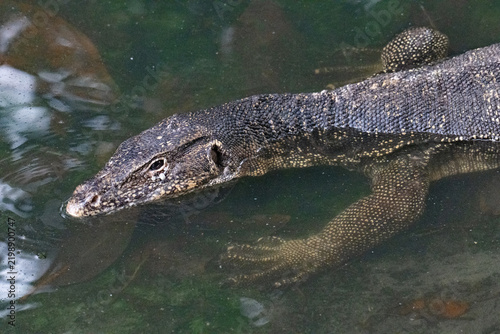 Close-up of a water monitor, in a river tributary, on Gaya Island, Borneo.