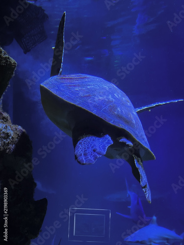 Konstfotografi Sea turtle swimming upwards in deep blue water inside a large aquarium