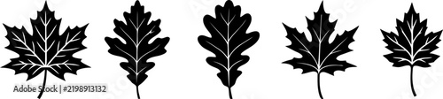Hand drawn collection of various leaf shapes in black and white