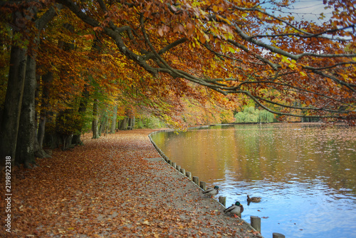 Beautiful autum walk on the banks of Stempflesee in Augsburg, Swabia, Bavaria, with colourful and golden fall leaves.
