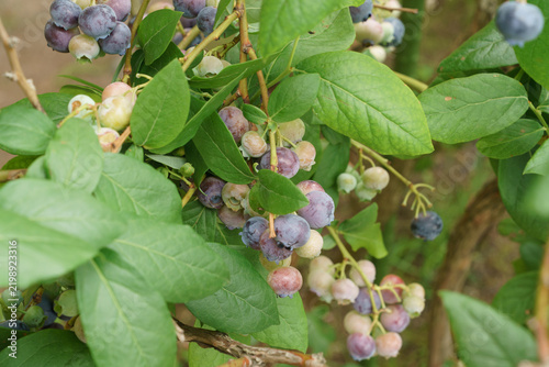 Clusters of ripe and unripe blueberries growing on a bush in Hokkaido, Japan, surrounded by green leaves