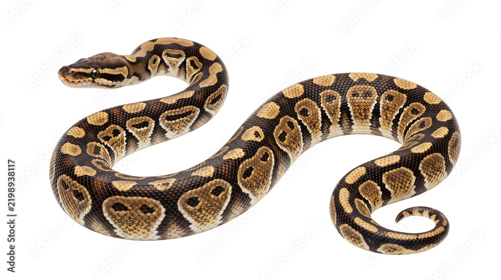 Obraz premium Ball python snake with brown and gold scales, royal python isolated on white background, exotic pet reptile with curved body and textured skin