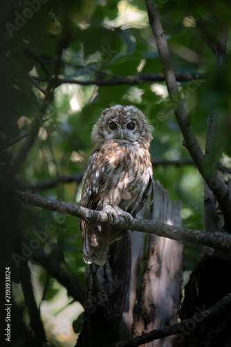 Juvenile tawny owl in the tree