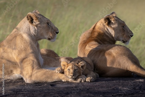 Lion cub with his parents