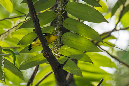closeup view of bird in nature