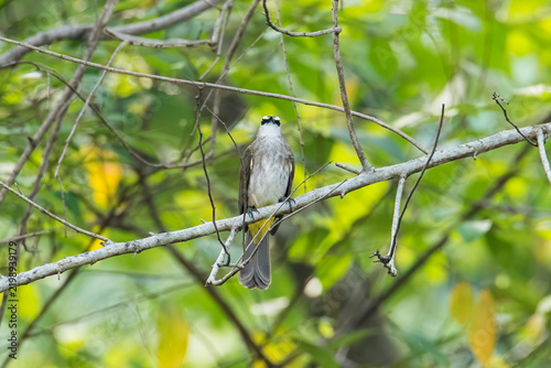 closeup view of bird in nature