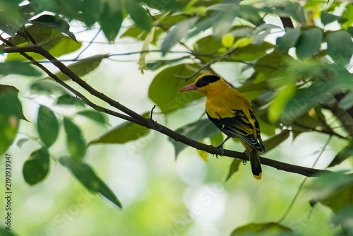 closeup view of bird in nature