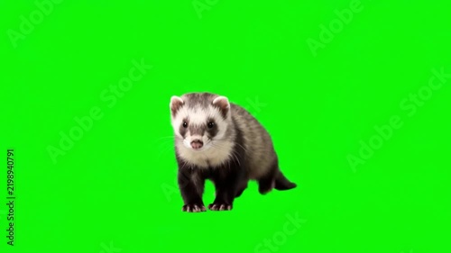 Realistic Ferret Natural Movement on Green Screen Background – Small Domestic Mammal Animal Video Footage