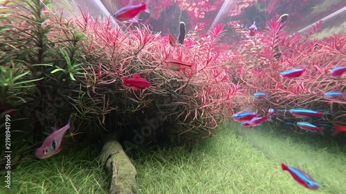 Onate aquarium with neon tetra and other fresh water tropical fish swimming lively in habitat with abundant foliage. A serene and tranquil sight experience.
