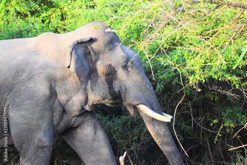 Canvas Print Giant Sri Lankan Wild Tusker