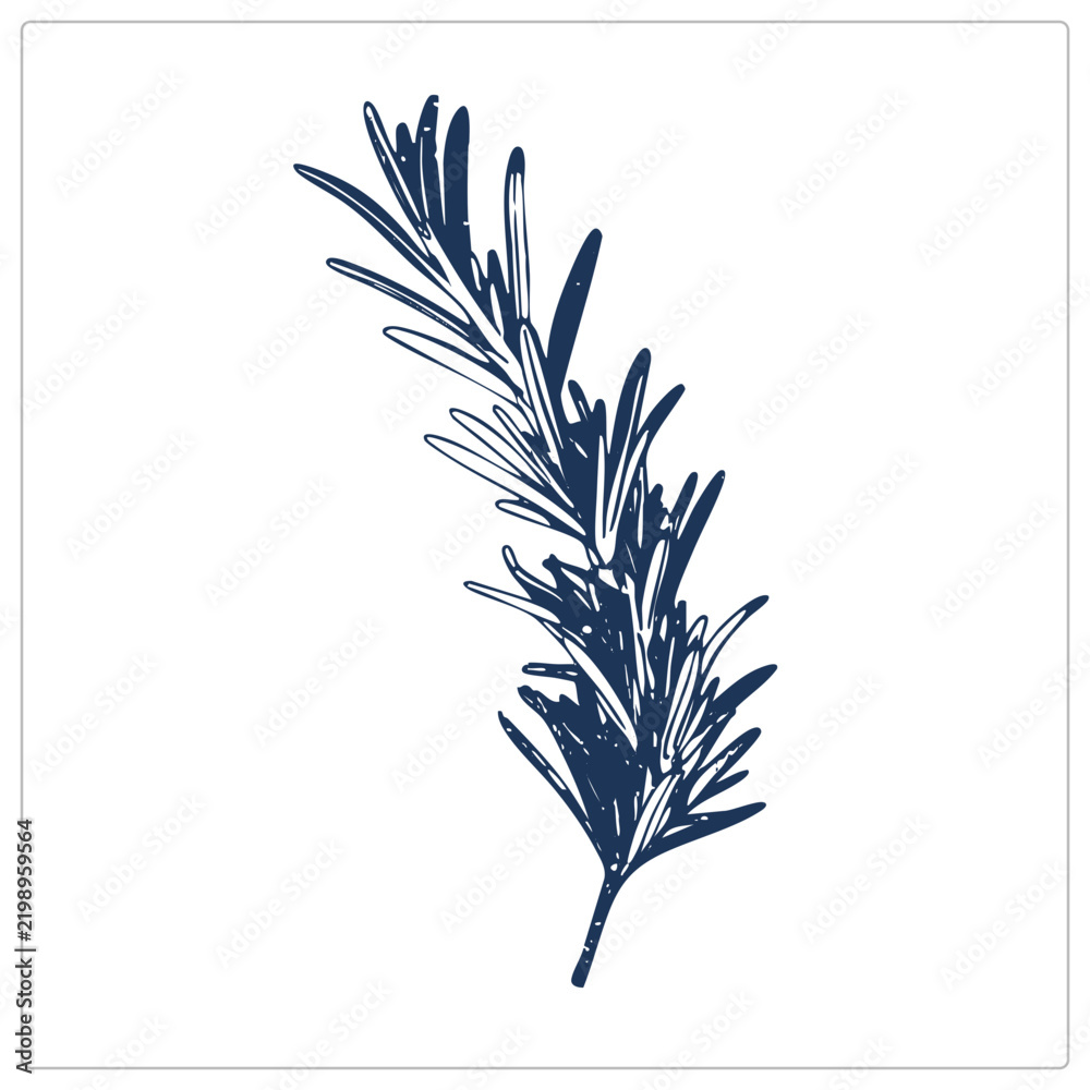 Obraz premium Single rosemary sprig in deep navy ink with rough hand drawn texture. This evergreen herb, also called sea dew or old man, shows like leaves along a slender stem in vintage botanical st