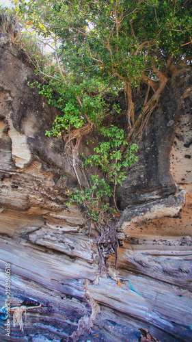 Small banyan tree growing out of a crevice on a sedimentary cliff face showcasing natural resilience. Apo Island, Philippines