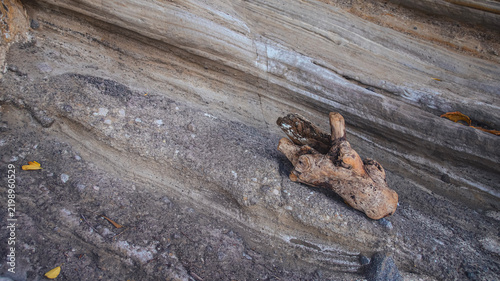 Close-up, driftwood resting on a textured sedimentary rock surface (pyroclastic deposit), highlighting natural textures, details and beautiful pattern. Apo Island, Philippines