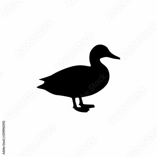 duck isolated on white background