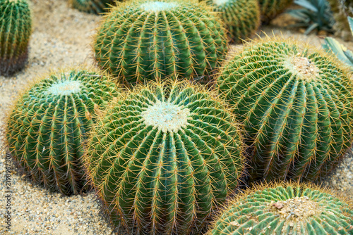 Фотография Golden amber cactus growing in clusters on the sandy ground in the Botanical Gar