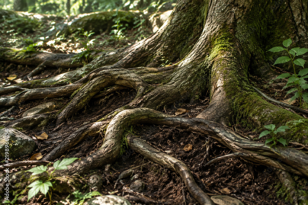 Obraz premium Ancient tree roots intertwined in rich soil, organic textures, dappled forest lighting.