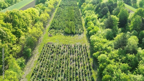 Fotografie Reforestation saplings planted in neat rows