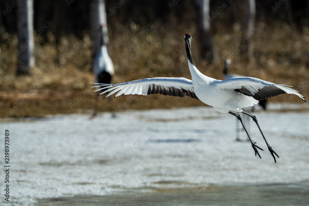 Obraz premium landing red crowned crane in Hokkaido