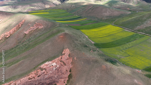 Aerial view of rapeseed fields and Danxia hills at Zhuoer Mountain, Qilian County, Qinghai