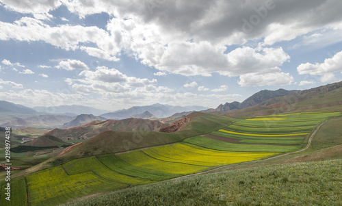 Rapeseed Fields and Rolling Hills at Zhuoer Mountain, Qilian County, Qinghai, China