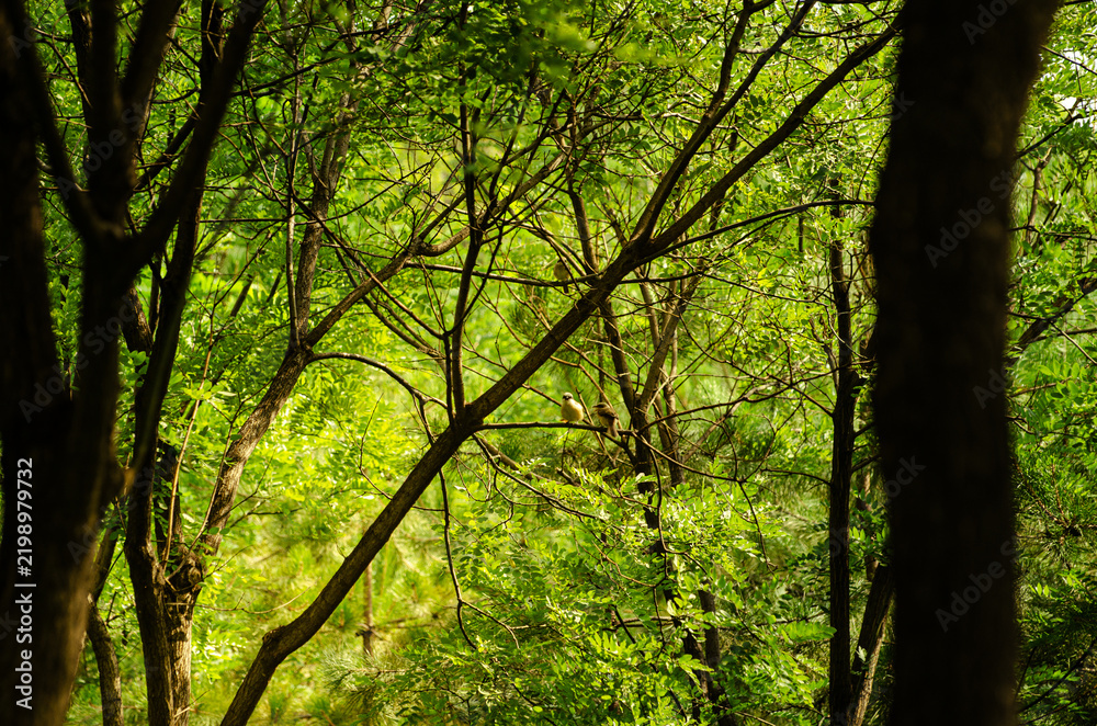 Fototapeta premium Two Small Birds Perched on a Branch in Lush Green Forest