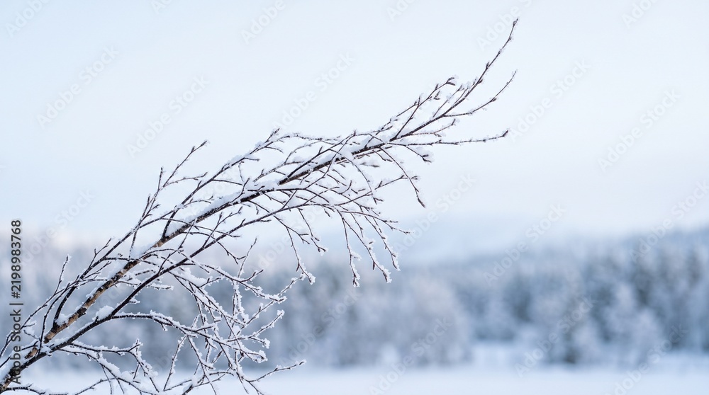 Obraz premium Frost Covered Winter Branches with Delicate Ice Detail, Frozen Tree Branches in a Soft Winter Landscape, Icy Branches with White Frost Texture, Winter wallpaper, Desktop wallpaper