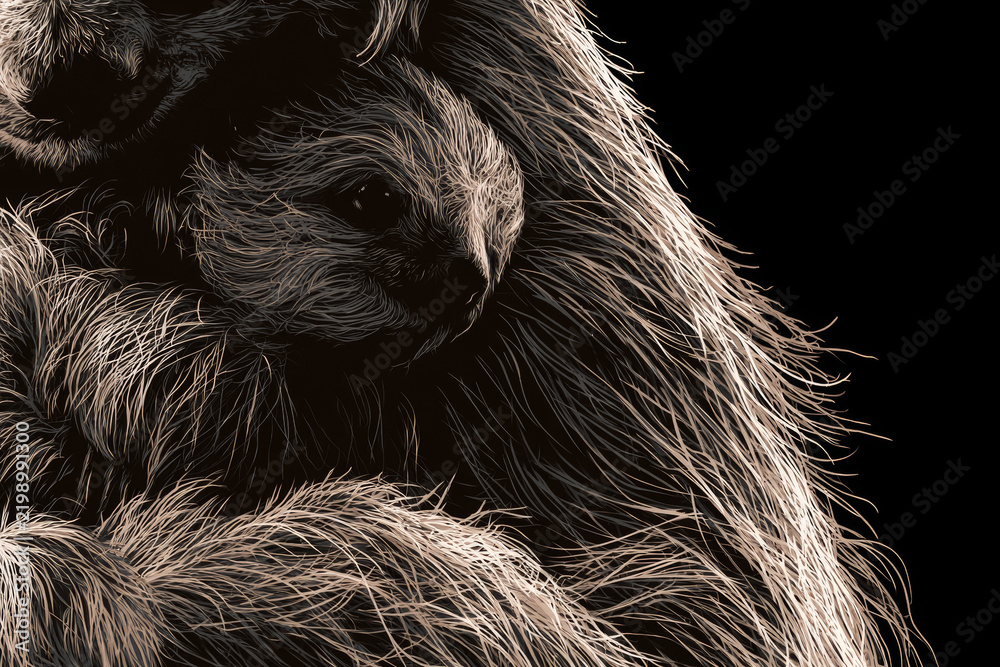 Fototapeta premium Baby two toed sloth successfully climbing onto its mother s chest capturing a genuine