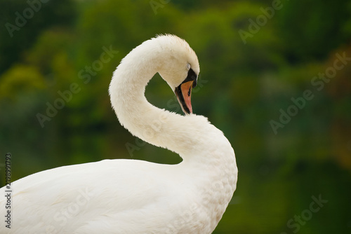 Canvastavla Mute swan shown in close-up while preening its body feathers against a softly blurred green background