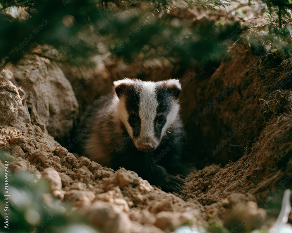 Obraz premium Badger cub sitting on a pile of excavated dirt beside a deep hole blurred foliage