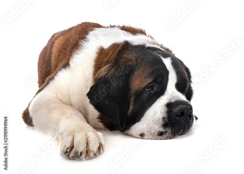 Cuadro en lienzo saint bernard in studio