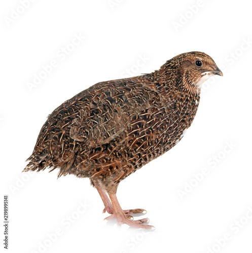 Japanese quail in studio
