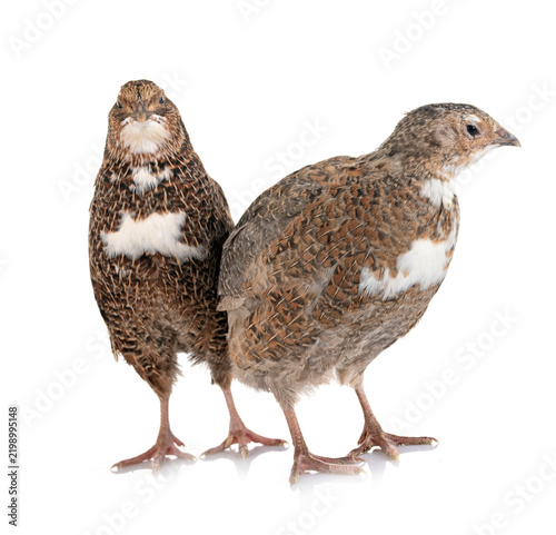 Japanese quail in studio