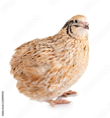 Japanese quail in studio