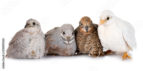 King quail in studio