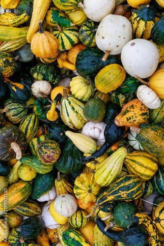 Assorted Colorful Ornamental Gourds for Autumn Decoration 