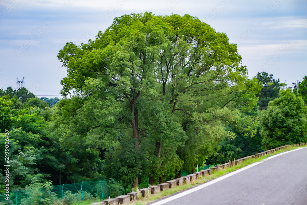 Obraz premium Winding country road beside lush green trees under cloudy sky