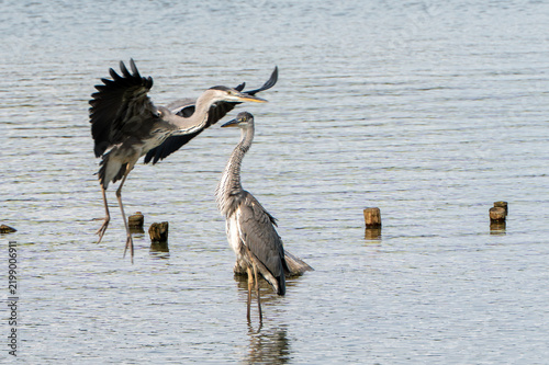 Cuadro en lienzo Grey herons in shallow lake water with one bird landing