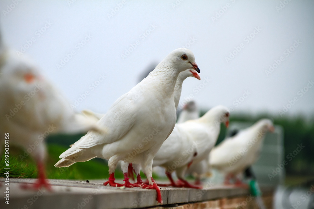 Obraz premium White pigeons gathered on a stone ledge outdoors