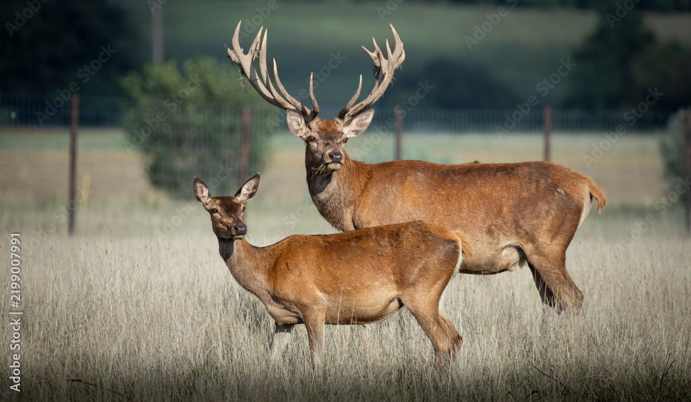 Fototapeta premium Red deer stag with large antlers and hind standing together in field