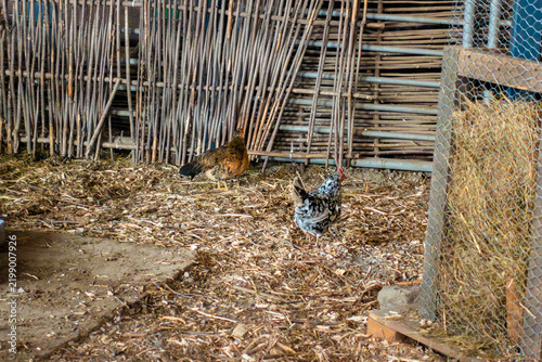 Two domestic chickens searching for food on straw and wood shavings in a rustic farmyard coop