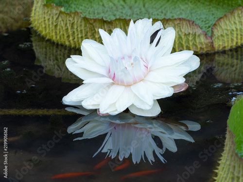 Obraz na płótnie Blooming White Water Lily with Reflection on Dark Water