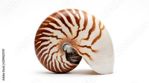 Stunning chambered nautilus seashell showing logarithmic spiral growth and brown stripes isolated on white background