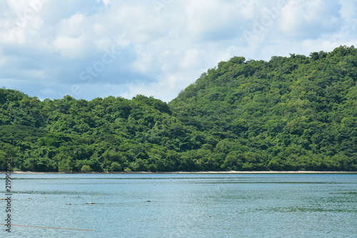 Beach cove covered with trees and mountains
