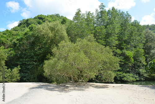 Beach lagoon covered with trees