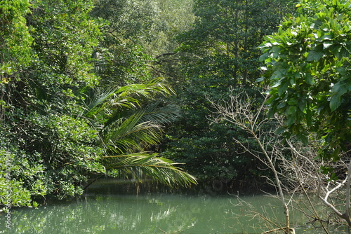 Beach lagoon covered with trees