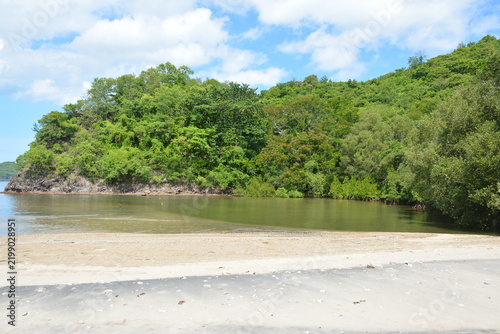 Beach cove covered with trees and mountains